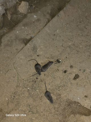 소병찬님의 농사, 무엇이든 물어보세요! · 참여글 작성글 사진