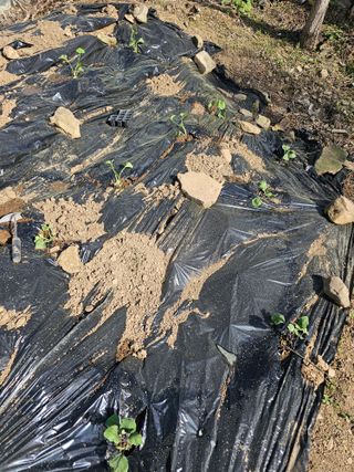 청산거사님의 자유주제 · 자유게시판 작성글 사진