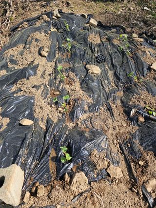 청산거사님의 자유주제 · 자유게시판 작성글 사진