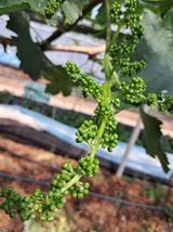 포도님의 자유주제·자유게시판 작성글 사진