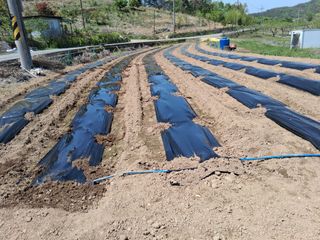 영수농원님의 자유주제 · 자유게시판 작성글 사진