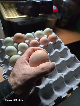 소병찬님의 농사, 무엇이든 물어보세요! · 참여글 작성글 사진