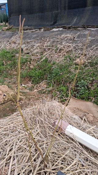 파주초보농사꾼님의 자유주제 · 자유게시판 작성글 사진