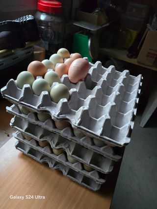 소병찬님의 농사, 무엇이든 물어보세요! · 참여글 작성글 사진