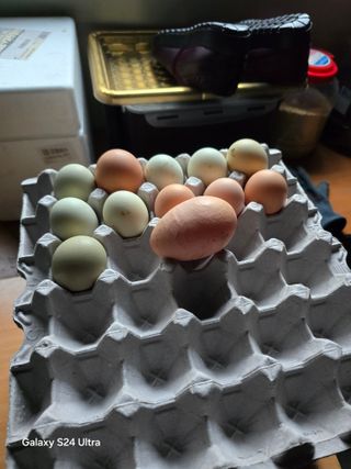 소병찬님의 농사, 무엇이든 물어보세요! · 참여글 작성글 사진