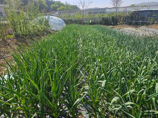 청산거사님의 자유주제 · 자유게시판 작성글 사진