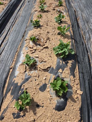 태일농산이정수님의 자유주제 · 자유게시판 작성글 사진