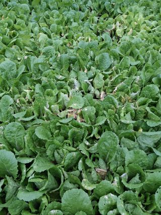 포포나무=항암나무님의 자유주제 · 자유게시판 작성글 사진