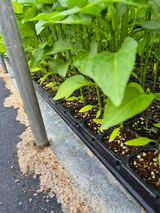 김영진(전남영광)님의 자유주제·자유게시판 작성글 사진