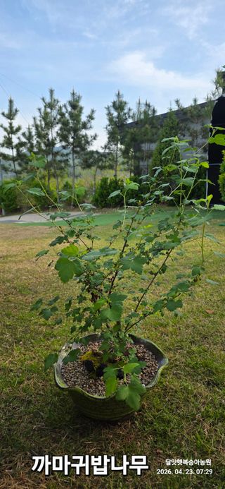 달맛햇복숭아농원님의 자유주제 · 사진전 작성글 사진