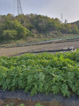 옥천서화농님의 자유주제 · 자유게시판 작성글 사진