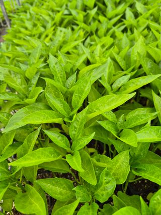 김영진(전남영광)님의 자유주제 · 자유게시판 작성글 사진