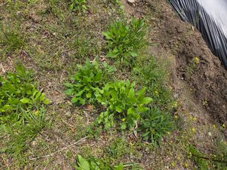 백형석님의 자유주제·자유게시판 작성글 사진