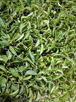 영수농원님의 자유주제 · 자유게시판 작성글 사진