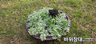 달맛햇복숭아농원님의 자유주제 · 사진전 작성글 사진