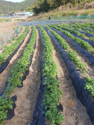 옥천서화농님의 자유주제 · 자유게시판 작성글 사진