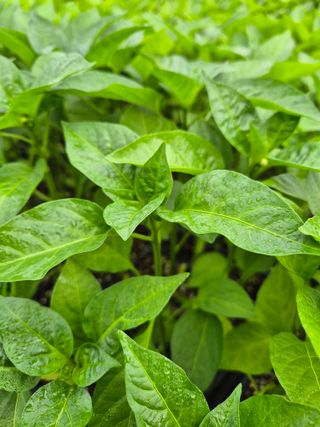 김영진(전남영광)님의 자유주제 · 자유게시판 작성글 사진