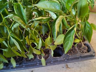 영수농원님의 자유주제 · 자유게시판 작성글 사진