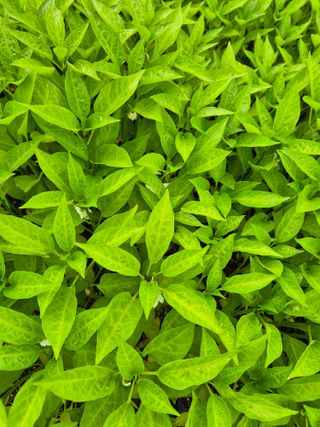 김영진(전남영광)님의 자유주제 · 자유게시판 작성글 사진