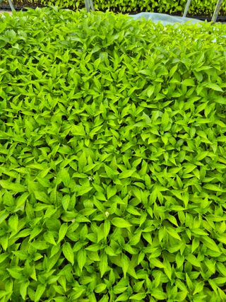 김영진(전남영광)님의 자유주제 · 자유게시판 작성글 사진