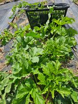 팜모닝 자유주제·자유게시판 게시글 이미지