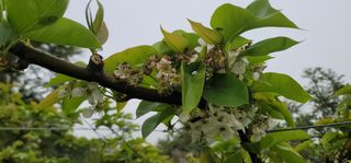 장재농원 최재석님의 자유주제 · 자유게시판 작성글 사진