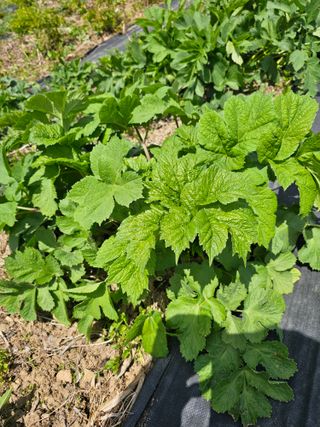 홍천산채농원님의 자유주제 · 자유게시판 작성글 사진