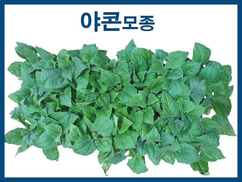 장터 상품 [야콘모종 10개] 썸네일