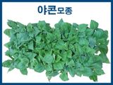 팜모닝 · 게시글 이미지