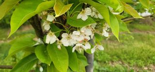 장재농원 최재석님의 자유주제 · 자유게시판 작성글 사진