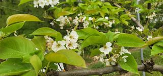 장재농원 최재석님의 자유주제 · 자유게시판 작성글 사진