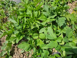 홍천산채농원님의 자유주제 · 자유게시판 작성글 사진