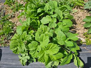 홍천산채농원님의 자유주제 · 자유게시판 작성글 사진