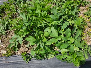 홍천산채농원님의 자유주제 · 자유게시판 작성글 사진