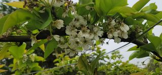 장재농원 최재석님의 자유주제 · 자유게시판 작성글 사진