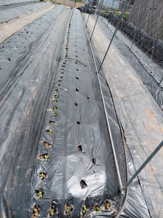 이박농장님의 자유주제 · 자유게시판 작성글 사진