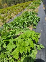 홍천산채농원님의 자유주제·자유게시판 작성글 사진