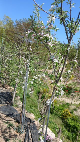 초보텃밭님의 자유주제 · 자유게시판 작성글 사진