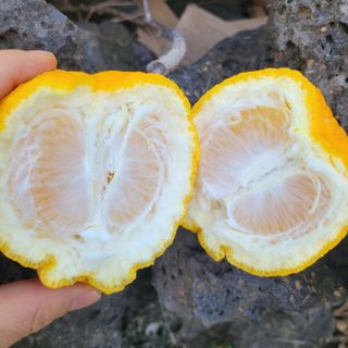 서귀포달코롬감귤농원님의 자유주제 · 자유게시판 작성글 사진