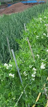 팜모닝 자유주제·자유게시판 게시글 이미지