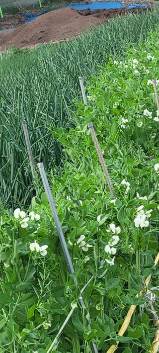 황금이님의 자유주제 · 자유게시판 작성글 사진