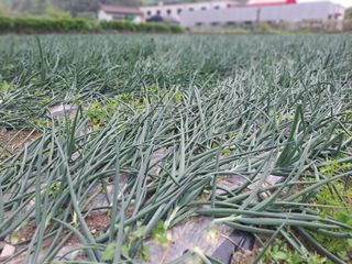 울금박사/빈덕열목사님의 자유주제·자유게시판 작성글 사진