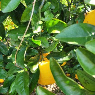 서귀포달코롬감귤농원님의 자유주제 · 자유게시판 작성글 사진