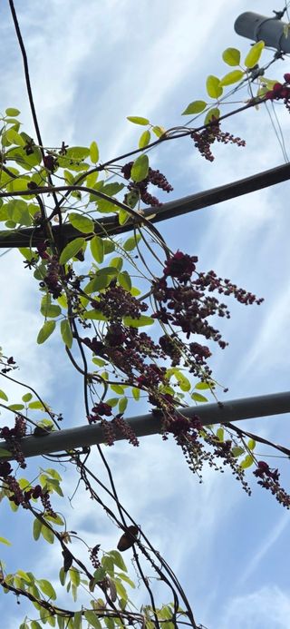 옥그린농장님의 자유주제 · 자유게시판 작성글 사진