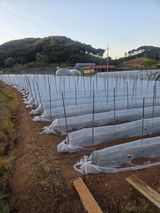 팜모닝 고추·파종•정식 게시글 이미지