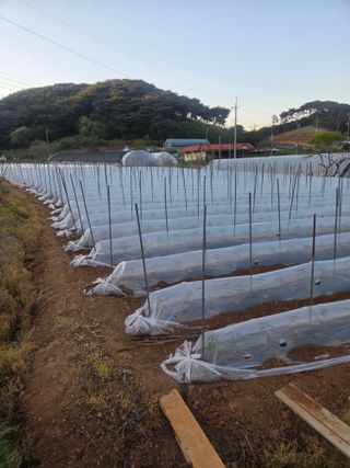 대산농사대장님의 고추 · 파종•정식 작성글 사진