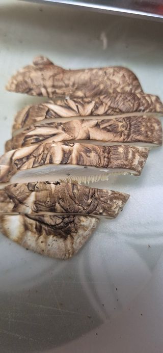 약초꾼님의 자유주제 · 자유게시판 작성글 사진