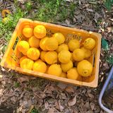 서귀포달코롬감귤농원님의 자유주제·자유게시판 작성글 사진