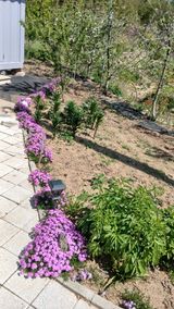 초보텃밭님의 자유주제·자유게시판 작성글 사진