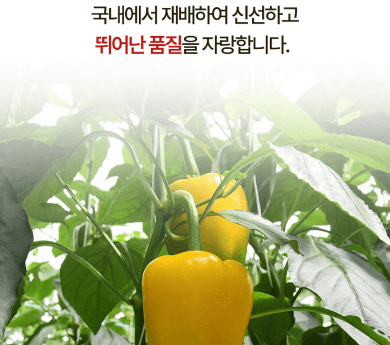 스피드번님의 장터 판매 상품 [파프리카 ] 첨부 사진